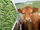 How to Start A Cattle Feed Plant?